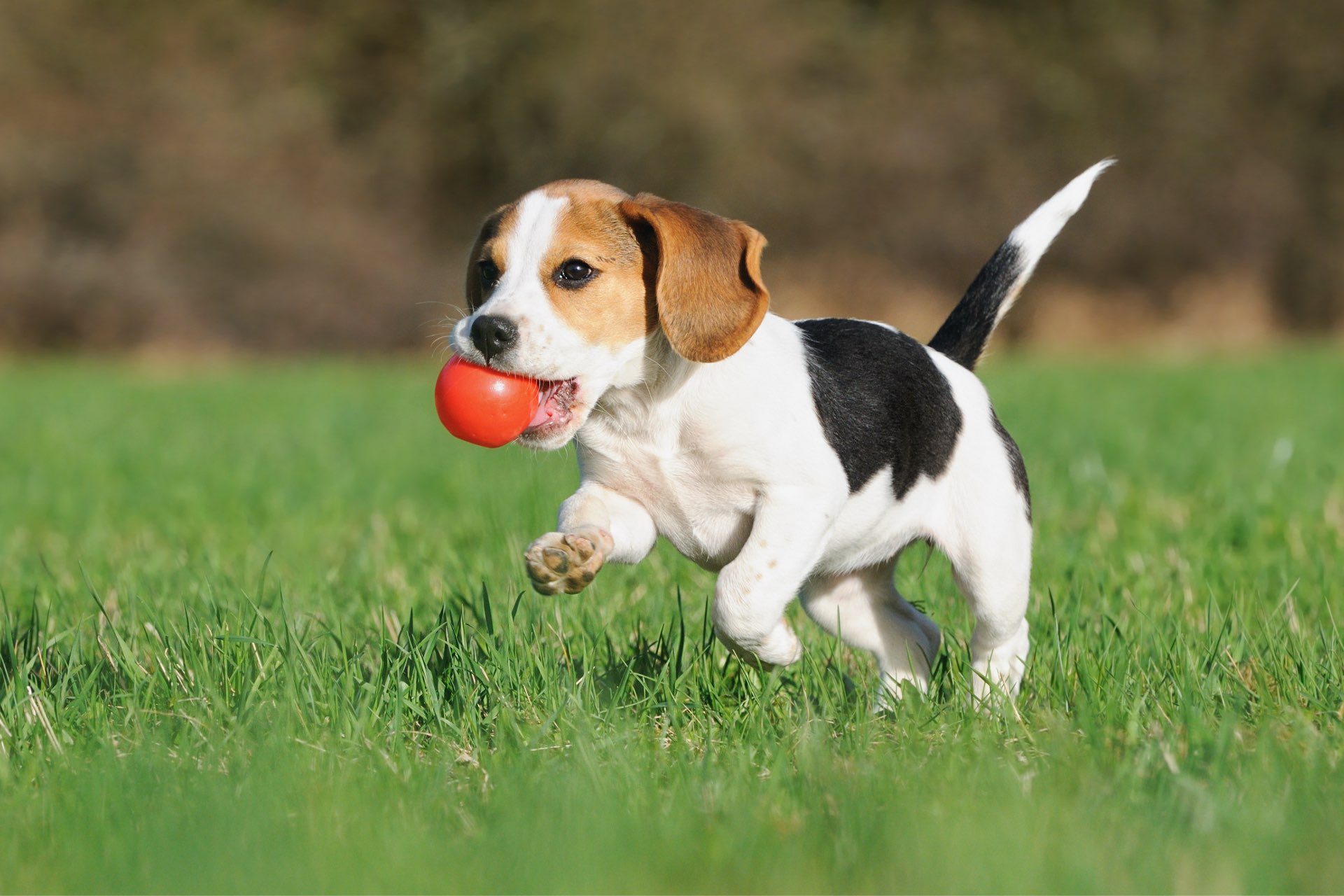 Bark Park
